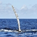 whale_humpback_h_00679_dom2748.jpg